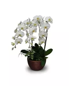 White Phalaenopsis orchid plant