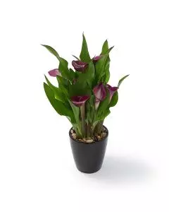 Potted Calla Lilies 27 indoor plant