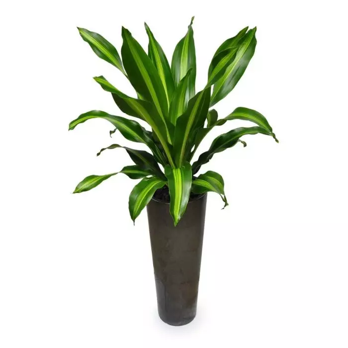 Office Plant 18M indoor plant