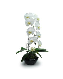 White Orchid 