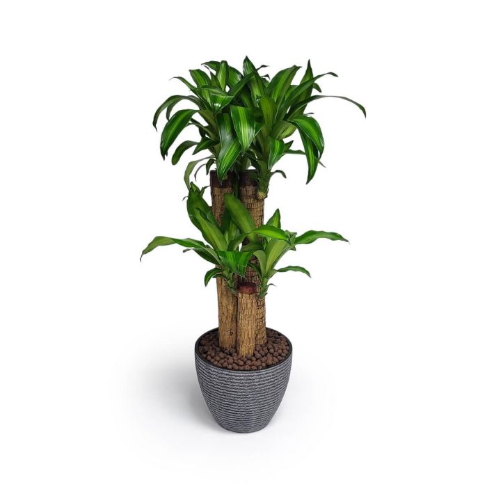 Dracaena Fragrans